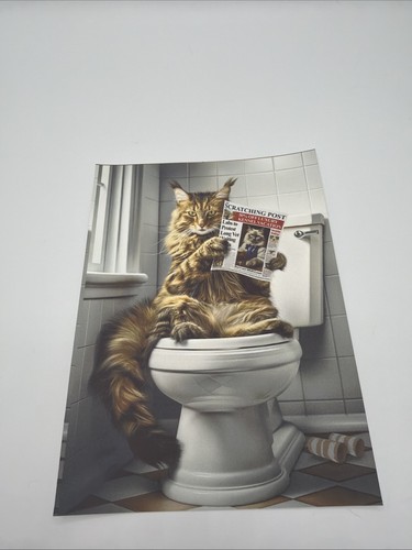 Affiche chat maine coon - chat,