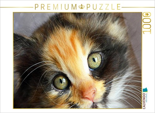 Calvendo puzzle maine - puzzle, coon