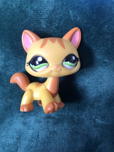 Petshop chat maine coon - 💖petshop,