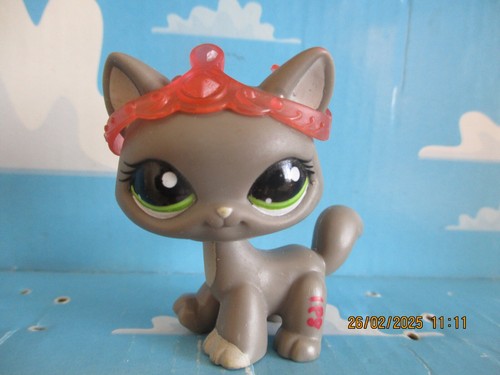Petshop chat maine - petshop,