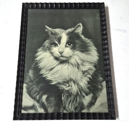 Portrait chat maine coon - maine,