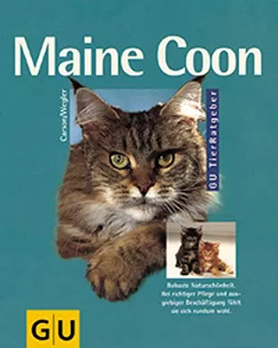 Maine coon robuste - coon:,