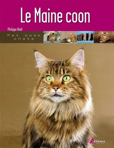 Maine coon philippe noël - maine,