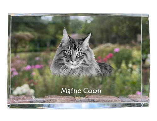 Maine coon collier - collier, en